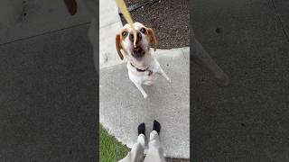 Dog 🐶 vs Spaghetti Noodle 🍝 youtube shorts dogsofyoutube beagle cute dog cutedog petlover [upl. by Sidnarb]