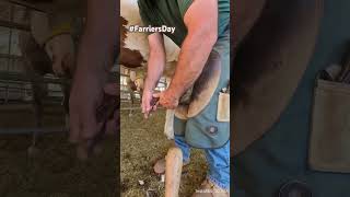 Farriers Day trimming front hoof horse farrier horsecare hooves farrierlife satisfying [upl. by Siryt]