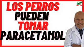 🔴 Se le Puede dar Paracetamol a los Perros 🔴 Dosis como Antiinflamatorio para Perros [upl. by Curtis552]