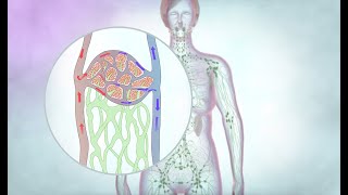 The lymphatic drainage system  Cancer Research UK [upl. by Ecinhoj]