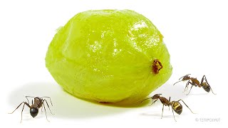 Ants vs Gooseberry Timelapse [upl. by Salohcim]