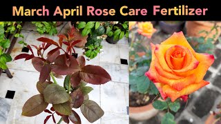 Rose summer care fertilizer गर्मियों में गुलाब की देखभाल Rose growing tips [upl. by Salomone]