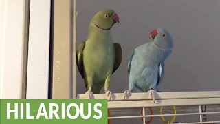 Parakeet brothers engage in full length conversation [upl. by Thistle456]