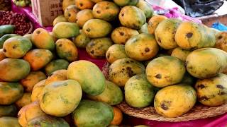 Madagascar MANGOES are delicious  Weird Fruit Explorer Ep 367 [upl. by Zedecrem701]