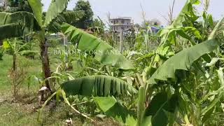 Banana Maize and Pitaya in Thulung Farm Thulung Farm thulungfarm [upl. by Bertolde]