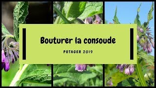 🌿 Comment faire des boutures de racines de consoude [upl. by Llerot702]