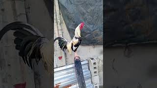 The best for the man fighting cockfighting chickenlovers [upl. by Vigor480]