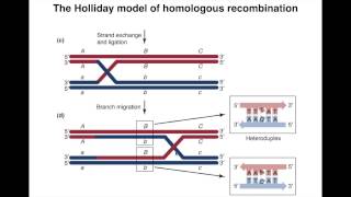 Homologous Recombination I [upl. by Voleta42]