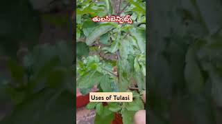 తులసి ప్రయోజనాలు SPGarden28199 medicinalplants garden tulsi [upl. by Terrill]