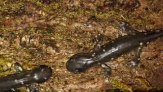 Captive bred Ambystoma californiense California Tiger Salamanders hunting crickets [upl. by Mars]