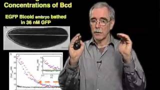 Eric Wieschaus Princeton Part 2 Stability of Morphogen Gradients amp Movement of Molecules [upl. by Ahtibbat]