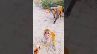 Cutebabymonkey ytshots srmonkeyvilog shortmonkey monkeyvideo cutebabymonkey [upl. by Hnoj]