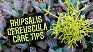 Rhipsalis cereuscula Care Tips [upl. by Capps]