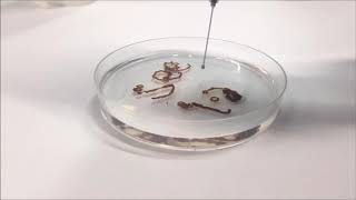 Graphene Oxide GO Fiber coagulation  SEE lab [upl. by Jo-Ann155]