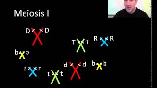 Meiosis part 1 of 2 [upl. by Tallia]