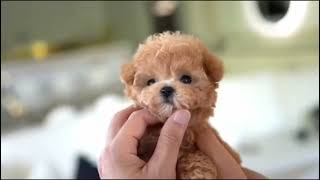 Most Calmest Dog Breeds dog dogbreeds calmdogbreeds [upl. by Omarr]