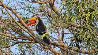 Tucano visitou minha cada [upl. by Refinej951]