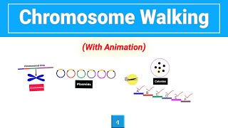 Chromosome Walking Animation [upl. by Rue]