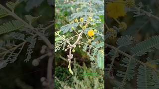 Gum Producing Plant Gum Arabia botanically called Acacia Nilotica belongs to Fabaceae Family botany [upl. by Sage628]