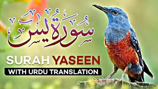 Surah Yaseen 36 Yasin With Urdu Translation By  Shaikh Al Sudais HD Arabic Text سورة يس [upl. by Franek278]