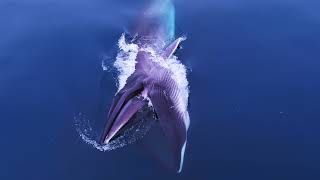 Whale Documentary 2021 A Year in my Life 2 [upl. by Hayarahs]