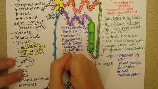 Nephron function Part 2 [upl. by Norahc925]