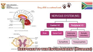 Intro Brain and Spinal Cord Response to The Environment Humans  Full Class 15042024 grade12 [upl. by Ecnarrat]