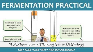 Biotechnology  Fermentation Practical  GCSE Biology 91 [upl. by Fachini760]