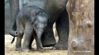 Dierenpark Amersfoort  6 days old elephant [upl. by Carolus838]