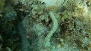 September 2024 Fireworm snorkeling negril jamaica [upl. by Bartolomeo238]