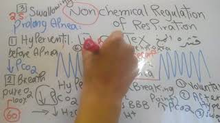 Respiratory new system Non Chemical Regulation of Respiration dr mohamed fayez [upl. by Adali790]