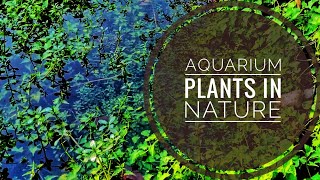 Aquarium plants in nature  aqua fanatic [upl. by Dnomsed212]