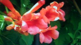 Campsis Radicans for sale [upl. by Ahsienauq]