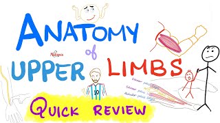 Anatomy of the upper limbs extremities  Brachial Plexus  Quick Review [upl. by Barney]