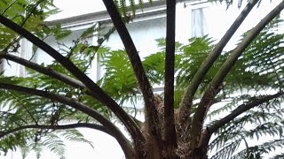 cyathea cooperi Helecho arboreo para crear tu jardin con estilo tropical [upl. by Ira155]