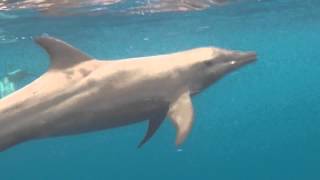 Swimming with Utilas Rough Toothed Dolphins [upl. by Neslund591]