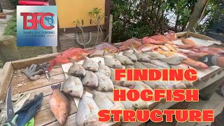 Hogfish Structure What to look for when fishing offshore [upl. by Cari771]