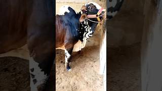 Qurbani cow 🐄qurbanishorts ytshorts trending [upl. by Aihsyt]