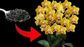 Orchids Awakening Blooming Frantically With 1 Spoon [upl. by Ymaral]