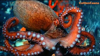 OCTOPUSS GARDEN ♫  Ringo Starr  live version 2005  Underwater Footage of Octopus [upl. by Assilev141]