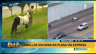 Caballos del Ejército quedan sueltos en Vía Expresa tras desprenderse carreta 12 [upl. by Rivi]