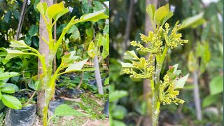 New Avocado Multi GRAFTING Technique 100 Successful [upl. by Meyeroff]