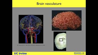 A Perfused Blood Brain Barrier on a Chip  Lecture by Dr Christopher Hughes [upl. by Othella732]