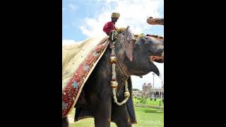 I had Few Glimpses of last visit of Mysore Palace irfanpasha [upl. by Arodaeht203]