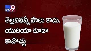 Man held for adulterating milk with urea  TV9 [upl. by Sitoel]