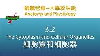 🛶大學救生艇🛶 32 The Cytoplasm and Cellular Organelles 細胞質和細胞器 [upl. by Fante495]