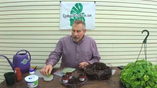 How To Propagate a Piggyback Plant Tolmiea Menziesii The Plant Farm® [upl. by Samford]