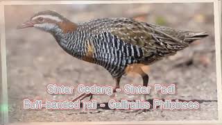 Suara Pikat Burung Sintar Gedang  Sintar Padi  Buffbanded rail [upl. by Geoffrey671]