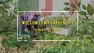 Jasmine Gardening Daily Life Vlog 3 Cleaning the garden and harvest Vegetables [upl. by Adlog]