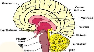 parts of brain  forebrain  midbrain  hind [upl. by Four606]